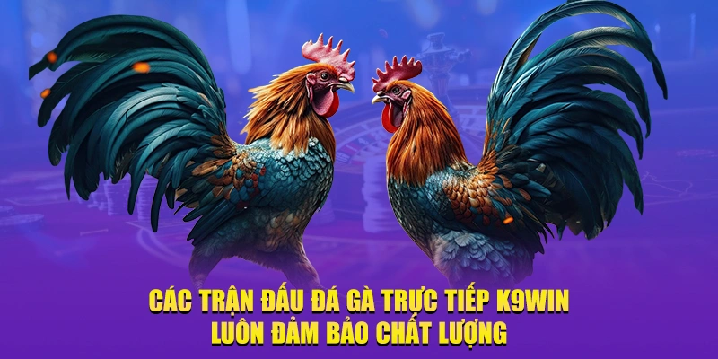 Các trận đấu đá gà trực tiếp K9win luôn đảm bảo chất lượng