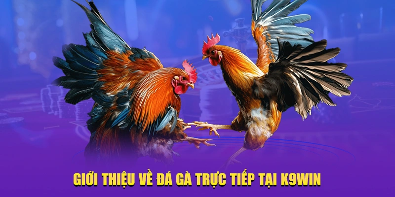 Giới thiệu về đá gà trực tiếp tại K9win đá gà trực tiếp tại K9win