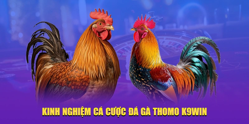 Kinh nghiệm cá cược đá Gà Thomo K9win
