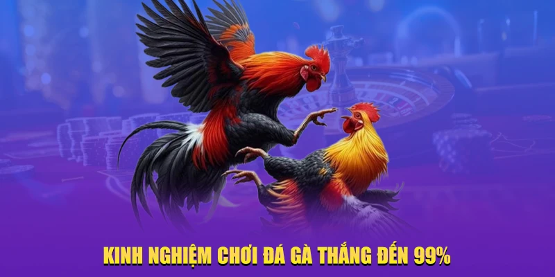 Kinh nghiệm cược đá gà