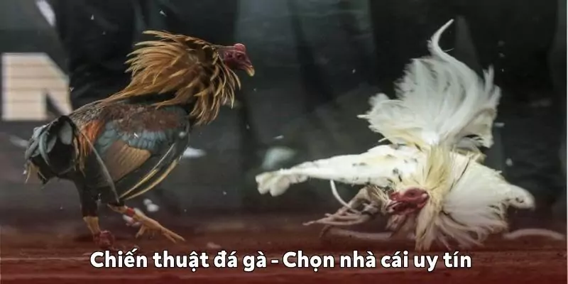 Chiến thuật đá gà không mất tiền oan là chọn nhà cái uy tín