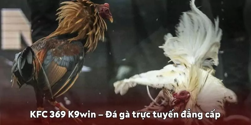 Đá gà KFC 369 K9win
