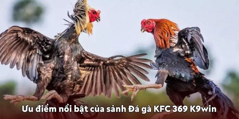 Ưu điểm nổi bật của sảnh Đá gà KFC 369 K9win