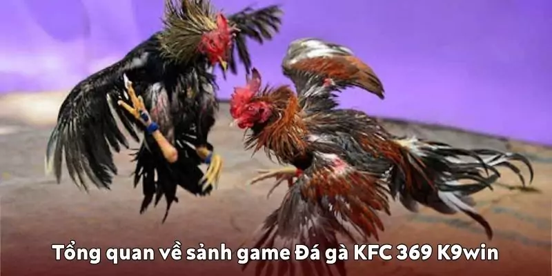 Tổng quan về sảnh game Đá gà KFC 369 K9win Tổng quan về sảnh game Đá gà KFC 369 K9win
